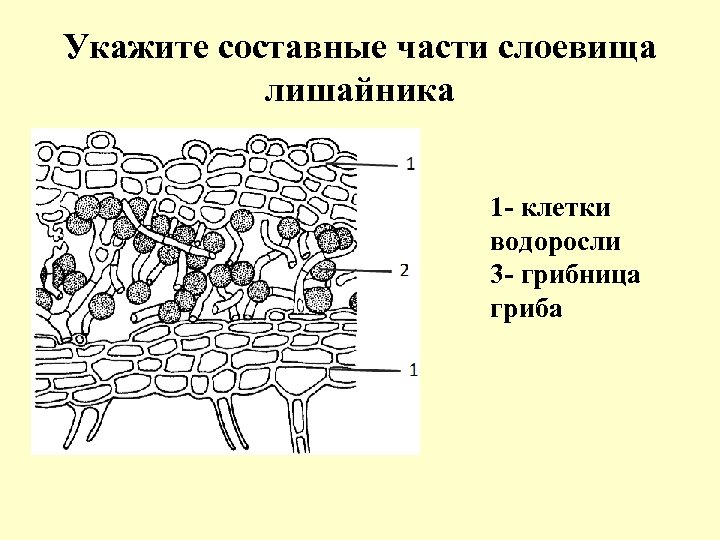 Укажите составные части слоевища лишайника 1 - клетки водоросли 3 - грибница гриба 