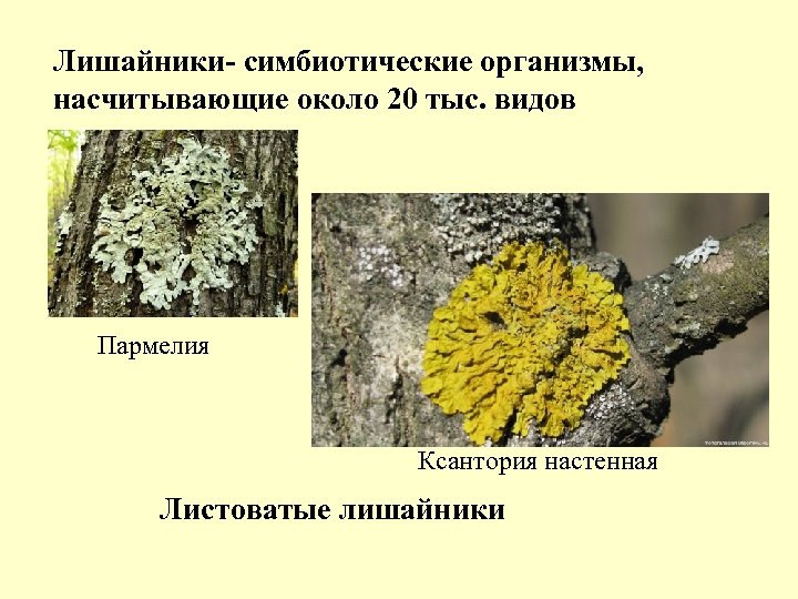 Лишайники- симбиотические организмы, насчитывающие около 20 тыс. видов Пармелия Ксантория настенная Листоватые лишайники 
