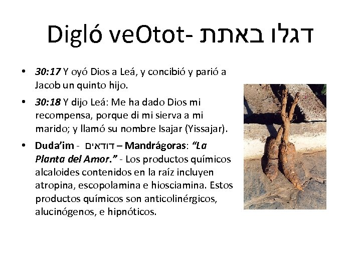 Digló ve. Otot- דגלו באתת • 30: 17 Y oyó Dios a Leá, y