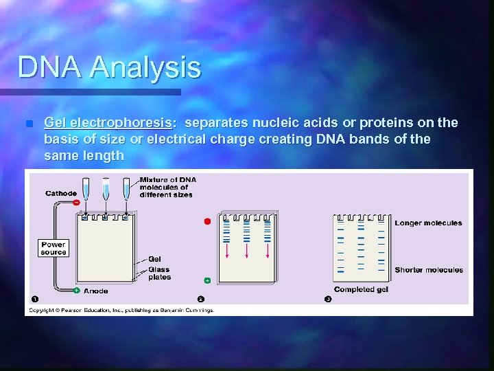 DNA Analysis n Gel electrophoresis: separates nucleic acids or proteins on the basis of
