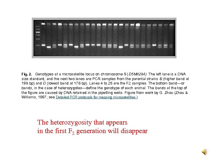 Fig. 2. Genotypes at a microsatellite locus on chromosome 5 (D 5 Mit 294).