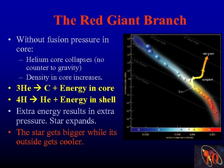 The Red Giant Branch • Without fusion pressure in core: – Helium core collapses