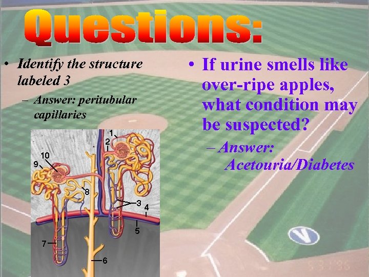  • Identify the structure labeled 3 – Answer: peritubular capillaries • If urine