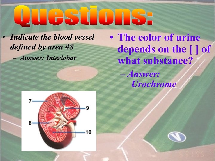  • Indicate the blood vessel defined by area #8 – Answer: Interlobar •
