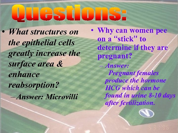  • What structures on the epithelial cells greatly increase the surface area &