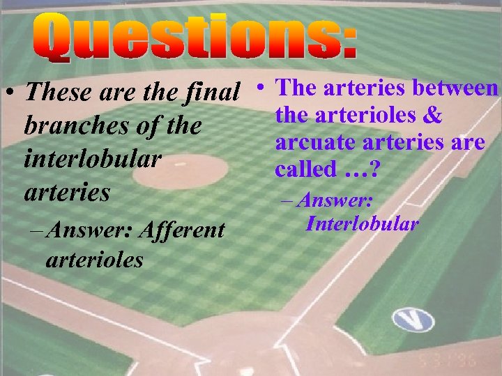  • These are the final • The arteries between the arterioles & branches