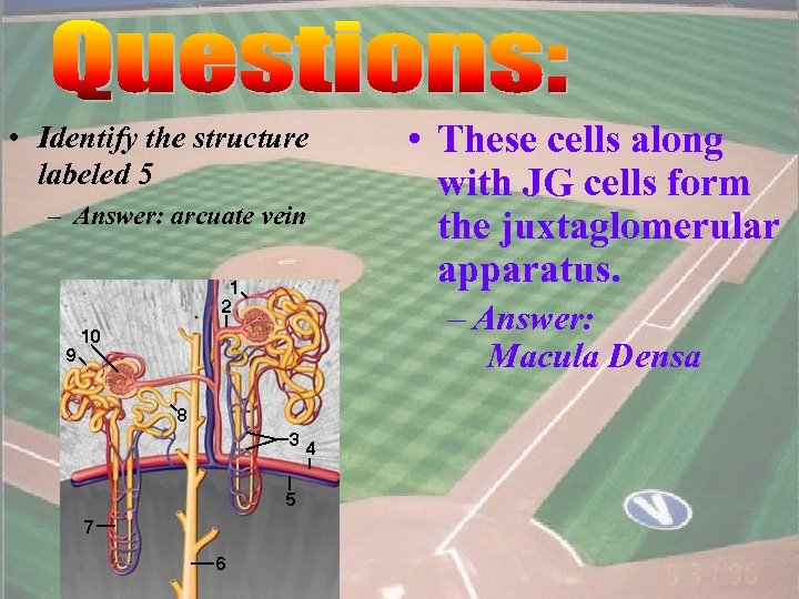  • Identify the structure labeled 5 – Answer: arcuate vein • These cells