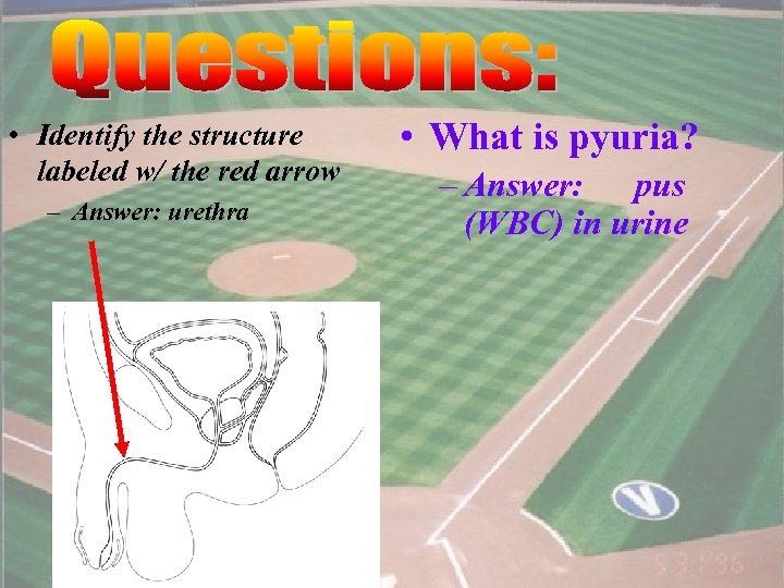  • Identify the structure labeled w/ the red arrow – Answer: urethra •