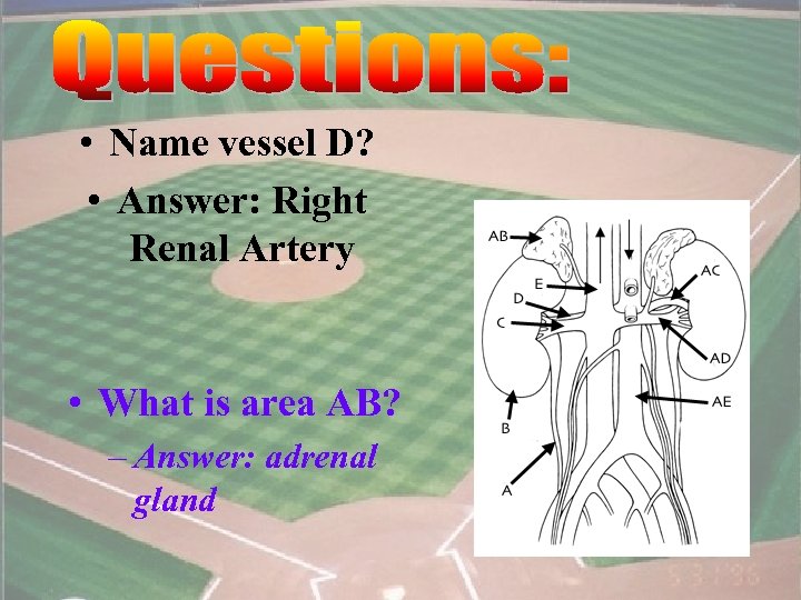  • Name vessel D? • Answer: Right Renal Artery • What is area