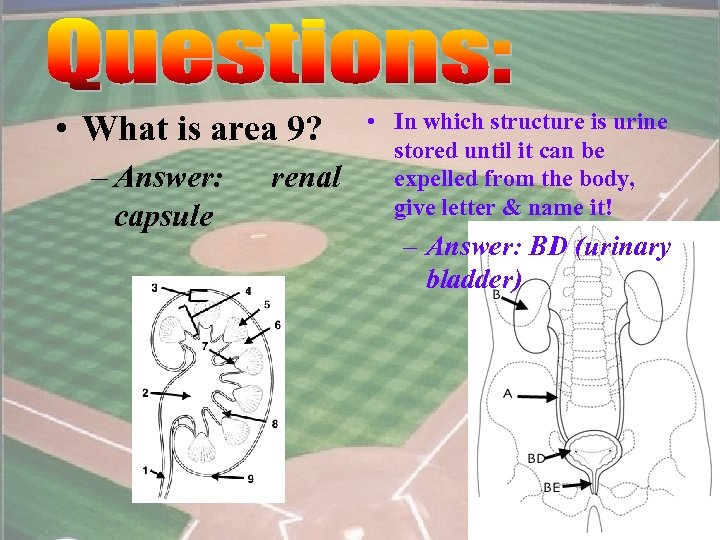  • What is area 9? – Answer: capsule renal • In which structure