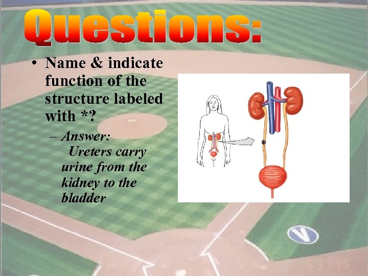  • Name & indicate function of the structure labeled with *? – Answer: