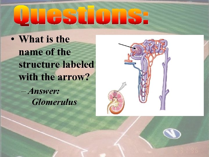  • What is the name of the structure labeled with the arrow? –