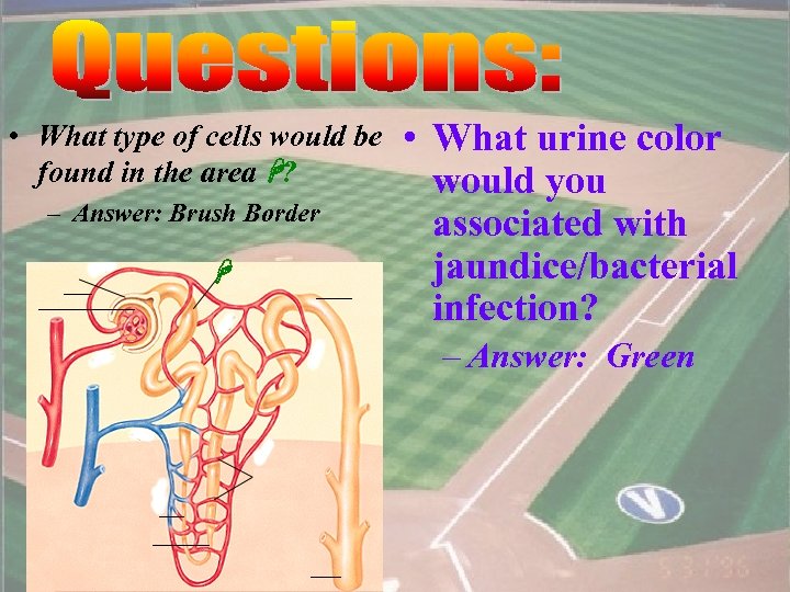  • What type of cells would be found in the area ? –