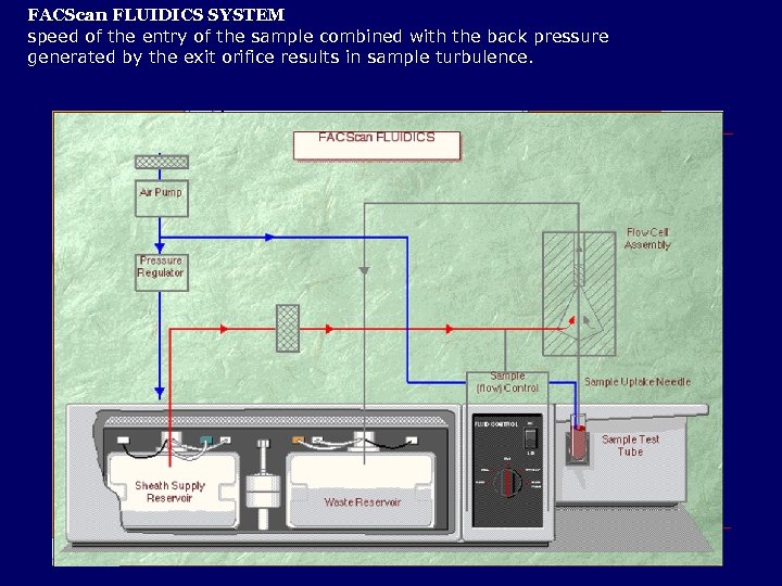 FACScan FLUIDICS SYSTEM speed of the entry of the sample combined with the back