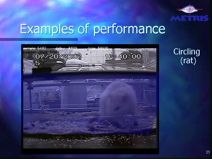 Examples of performance Circling (rat) 25 