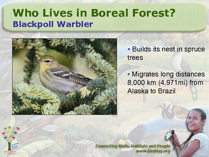 Who Lives in Boreal Forest? Blackpoll Warbler • Builds its nest in spruce trees