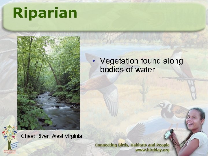 Riparian • Vegetation found along bodies of water Cheat River, West Virginia 