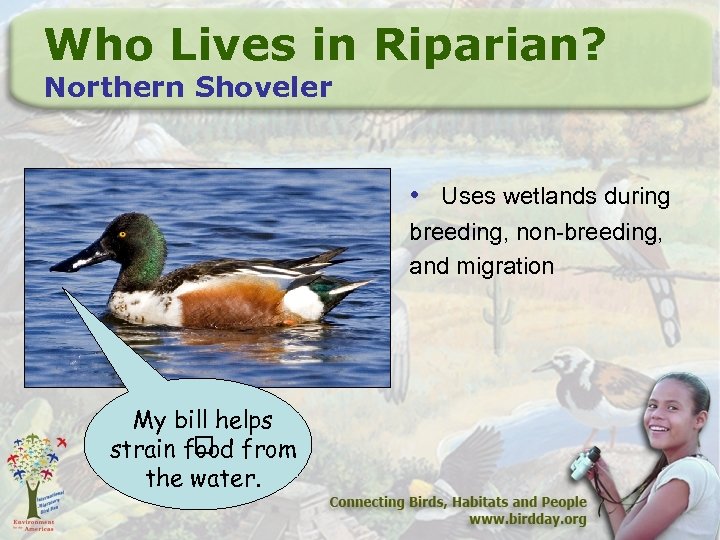 Who Lives in Riparian? Northern Shoveler • Uses wetlands during breeding, non-breeding, and migration