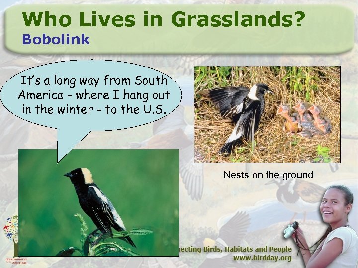 Who Lives in Grasslands? Bobolink It’s a long way from South America - where