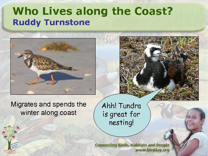 Who Lives along the Coast? Ruddy Turnstone Migrates and spends the winter along coast