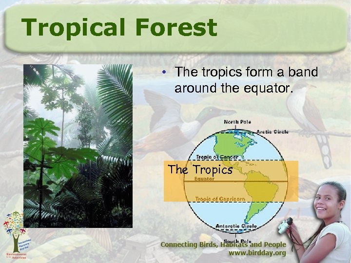 Tropical Forest • The tropics form a band around the equator. The Tropics 