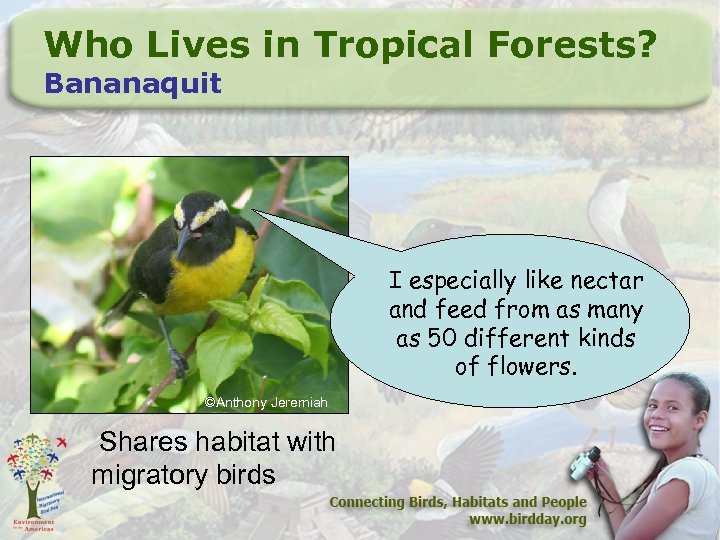 Who Lives in Tropical Forests? Bananaquit I especially like nectar and feed from as