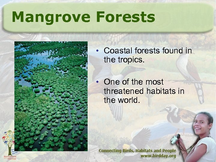 Mangrove Forests • Coastal forests found in the tropics. • One of the most