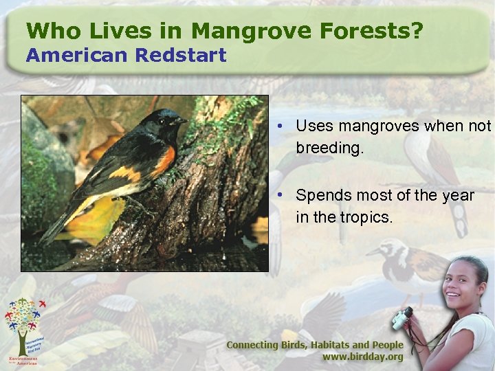 Who Lives in Mangrove Forests? American Redstart • Uses mangroves when not breeding. •