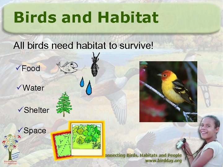 Birds and Habitat All birds need habitat to survive! üFood üWater üShelter üSpace 