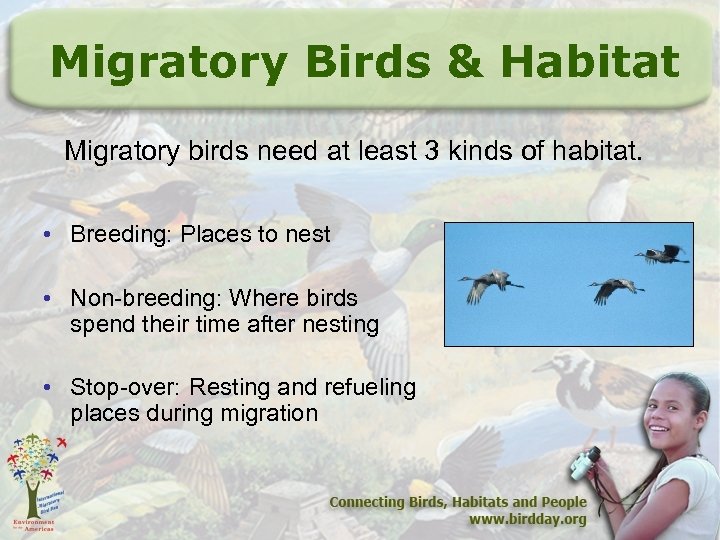 Migratory Birds & Habitat Migratory birds need at least 3 kinds of habitat. •