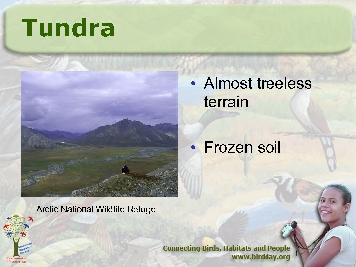 Tundra • Almost treeless terrain • Frozen soil Arctic National Wildlife Refuge 