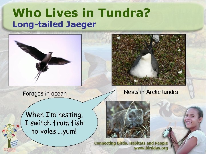 Who Lives in Tundra? Long-tailed Jaeger Forages in ocean When I’m nesting, I switch