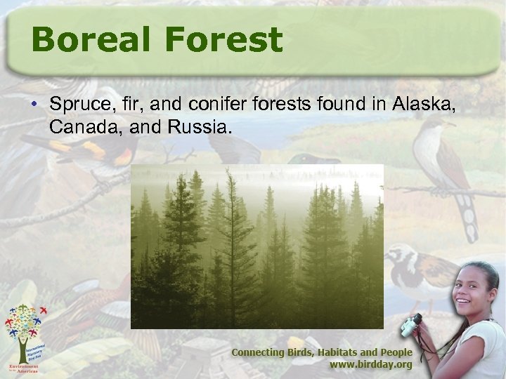 Boreal Forest • Spruce, fir, and conifer forests found in Alaska, Canada, and Russia.