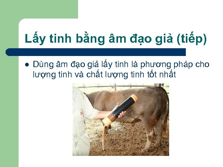 Lấy tinh bằng âm đạo giả (tiếp) l Dùng âm đạo giả lấy tinh