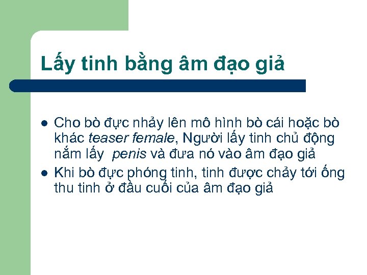 Lấy tinh bằng âm đạo giả l l Cho bò đực nhảy lên mô