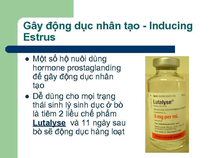 Gây động dục nhân tạo - Inducing Estrus l l Một số hộ nuôi
