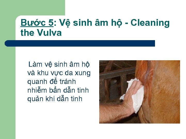 Bước 5: Vệ sinh âm hộ - Cleaning the Vulva Làm vệ sinh âm