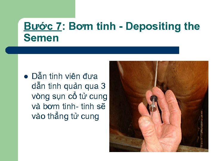 Bước 7: Bơm tinh - Depositing the Semen l Dẫn tinh viên đưa dẫn
