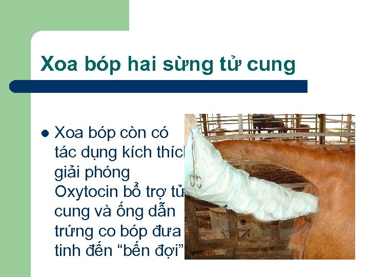 Xoa bóp hai sừng tử cung l Xoa bóp còn có tác dụng kích