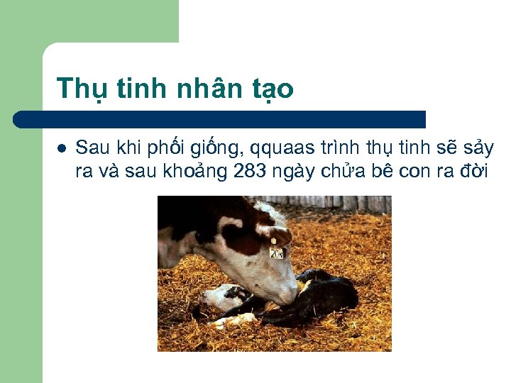 Thụ tinh nhân tạo l Sau khi phối giống, qquaas trình thụ tinh sẽ