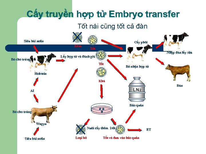 Cấy truyền hợp tử Embryo transfer Tốt nái cũng tốt cả đàn Siêu bài