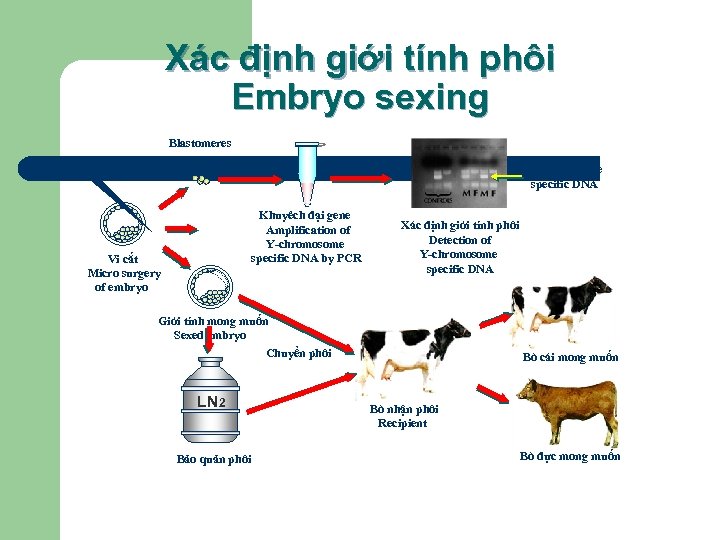 Xác định giới tính phôi Embryo sexing Blastomeres Y-chromosome specific DNA Khuyêch đại gene