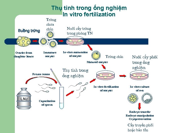 Thụ tinh trong ống nghiệm In vitro fertilization Buồng trứng Ovaries from slaughter house