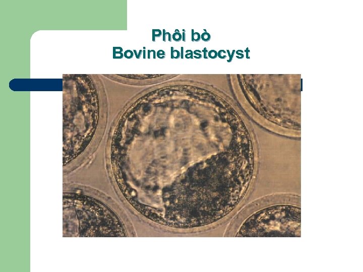Phôi bò Bovine blastocyst Jung, Y. G. (1999） 
