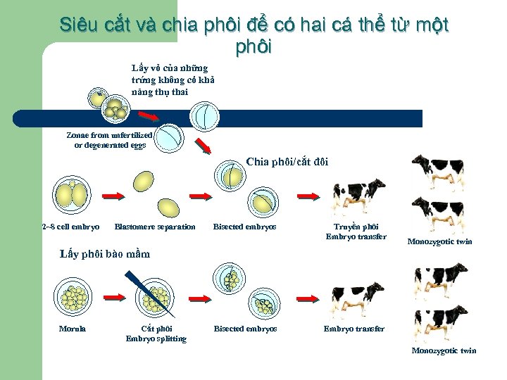 Siêu cắt và chia phôi để có hai cá thể từ một phôi Lấy