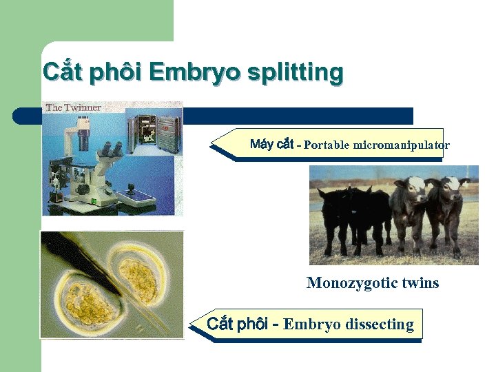 Cắt phôi Embryo splitting Máy cắt - Portable micromanipulator Monozygotic twins Cắt phôi -