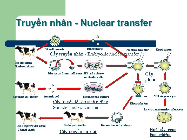 Truyền nhân - Nuclear transfer Blastomeres 32 cell morula Enucleation Nuclear transfer Cấy truyền