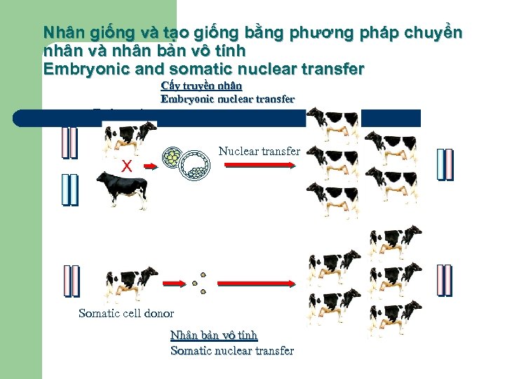Nhân giống và tạo giống bằng phương pháp chuyển nhân và nhân bản vô
