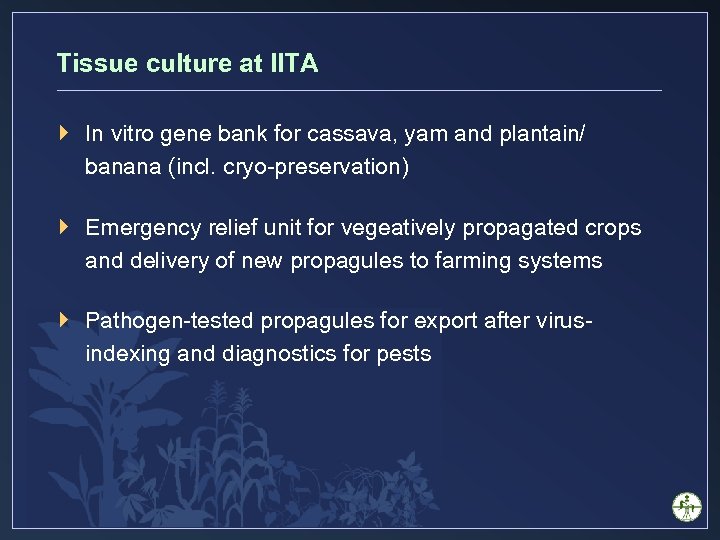 Tissue culture at IITA } In vitro gene bank for cassava, yam and plantain/