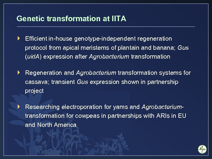 Genetic transformation at IITA } Efficient in-house genotype-independent regeneration protocol from apical meristems of